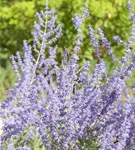 Blauraute 'Little Spire' - Perovskia atriplicifolia 'Little Spire'