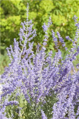 Blauraute 'Little Spire' - Perovskia atriplicifolia 'Little Spire'