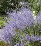 Blauraute 'Little Spire' - Perovskia atriplicifolia 'Little Spire'