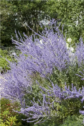 Blauraute 'Little Spire' - Perovskia atriplicifolia 'Little Spire'