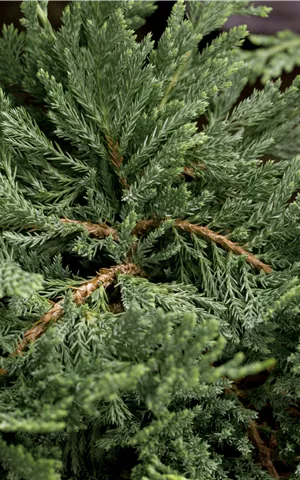 Juniperus horizontalis 'Blue Chip'
