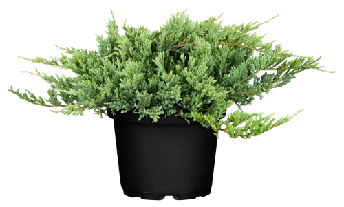 Flacher Wacholder 'Blue Chip' - Juniperus horizontalis 'Blue Chip'