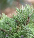 Kriechkiefer - Pinus mugo uncinata