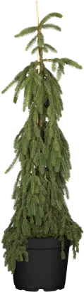 Trauer-Hängefichte - Picea abies 'Inversa'