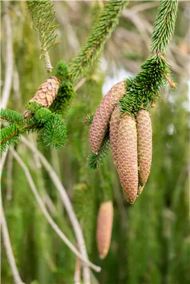 Trauer-Hängefichte - Picea abies 'Inversa'