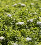 Weiße Zwergspiere - Spiraea japonica 'Albiflora'