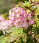 Eichenblättr.Hortensie 'Snow Queen' - Hydrangea quercifolia 'Snow Queen'