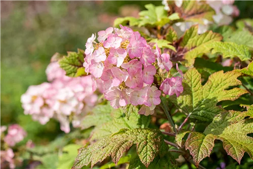 Eichenblättr.Hortensie 'Snow Queen' - Hydrangea quercifolia 'Snow Queen'