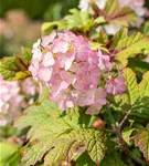 Eichenblättr.Hortensie 'Snow Queen' - Hydrangea quercifolia 'Snow Queen'