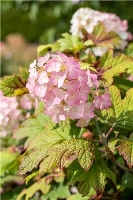 Eichenblättr.Hortensie 'Snow Queen' - Hydrangea quercifolia 'Snow Queen'