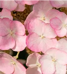 Eichenblättr.Hortensie 'Snow Queen' - Hydrangea quercifolia 'Snow Queen'