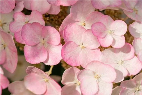 Eichenblättr.Hortensie 'Snow Queen' - Hydrangea quercifolia 'Snow Queen'