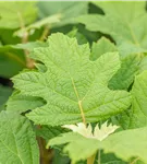 Eichenblättr.Hortensie 'Snow Queen' - Hydrangea quercifolia 'Snow Queen'