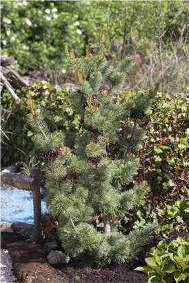 Blaue Mädchenkiefer - Pinus parviflora 'Glauca'