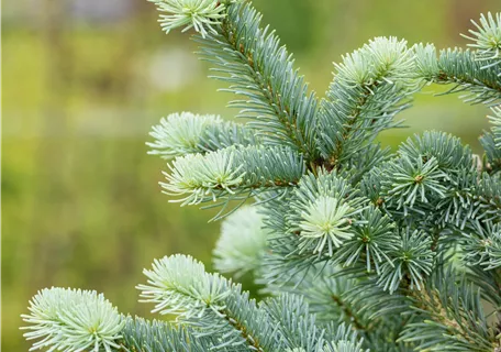 Abies lasiocarpa 'Compacta' - Zwerg-Korktanne