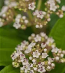 Immergr.Kissenschneeball - Viburnum davidii
