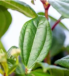 Immergr.Kissenschneeball - Viburnum davidii