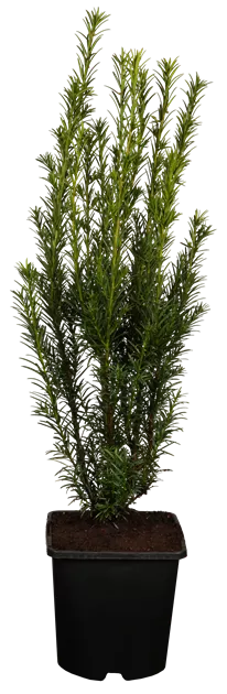 Taxus media 'Groenland', Eibe 'Groenland' - Semper Verde Pflanzenzentrum  Ullmer GbR