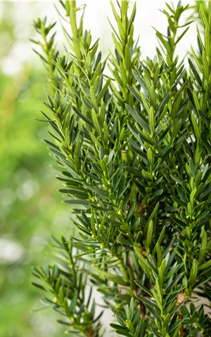 Taxus media 'Groenland'