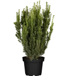 Eibe 'Farmen' - Taxus media 'Farmen'