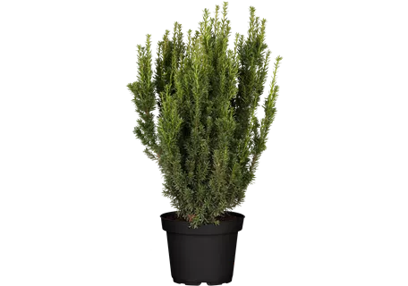 Taxus media 'Farmen' - Eibe 'Farmen'