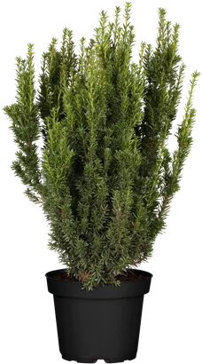 Eibe 'Farmen' - Taxus media 'Farmen'