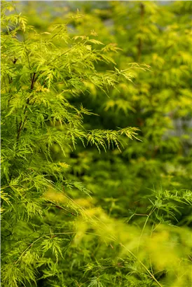 Fächerahorn 'Seiryu' - Acer palmatum 'Seiryu'