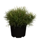 Zwerg-Kiefer - Pinus mugo pumilio