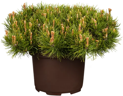 Zwerg-Kiefer - Pinus mugo pumilio