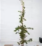 Hainbuche,Weißbuche - Carpinus betulus - Heckenpflanzen