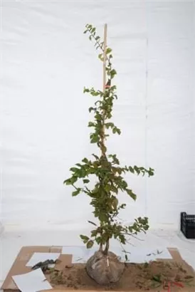 Hainbuche,Weißbuche - Carpinus betulus - Heckenpflanzen