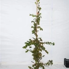Carpinus betulus - Heckenpflanzen, mB 125- 150 Carpinus betulus - Heckenpflanzen, mB 125- 150