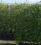 Hainbuche,Weißbuche - Carpinus betulus - Heckenelemente