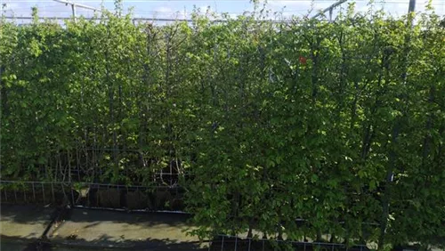 Hainbuche,Weißbuche - Carpinus betulus - Heckenelemente