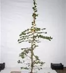 Hainbuche,Weißbuche - Carpinus betulus - Heckenpflanzen