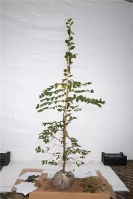 Hainbuche,Weißbuche - Carpinus betulus - Heckenpflanzen