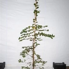 Carpinus betulus - Heckenpflanzen, mB 175- 200 Carpinus betulus - Heckenpflanzen, mB 175- 200