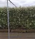Wintergrüne Ölweide - Elaeagnus ebbingei - Heckenelemente