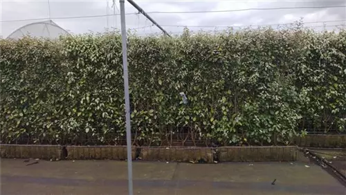 Wintergrüne Ölweide - Elaeagnus ebbingei - Heckenelemente