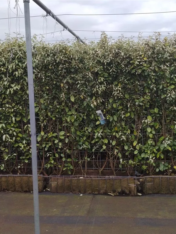 Wintergrüne Ölweide - Elaeagnus ebbingei - Heckenelemente