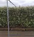 Wintergrüne Ölweide - Elaeagnus ebbingei - Heckenelemente