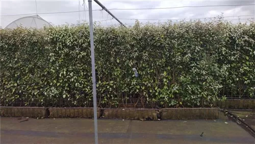 Wintergrüne Ölweide - Elaeagnus ebbingei - Heckenelemente