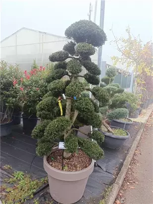 Stechpalme 'Kinme' - Ilex crenata 'Kinme'