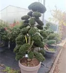 Stechpalme 'Kinme' - Ilex crenata 'Kinme'