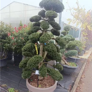 Ilex crenata 'Kinme'