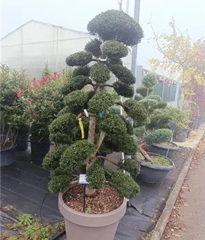 Ilex crenata 'Kinme'