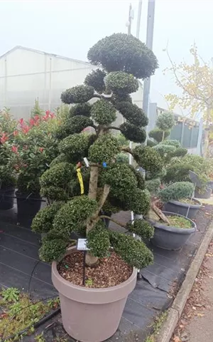 Ilex crenata 'Kinme'