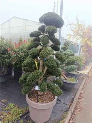 Stechpalme 'Kinme' - Ilex crenata 'Kinme'