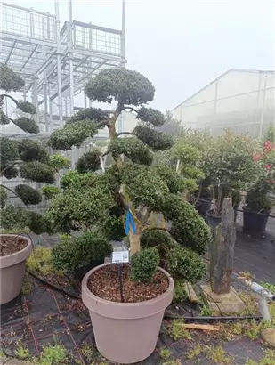 Stechpalme 'Kinme' - Ilex crenata 'Kinme'