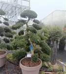 Stechpalme 'Kinme' - Ilex crenata 'Kinme'